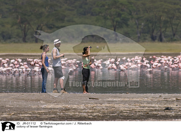 Kolonie Zwergflamingos / colonyof lesser flamingos / JR-01112
